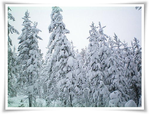 Snow_In_Trees_90199